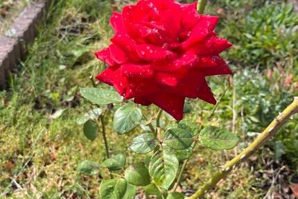 2-Fam-Wohnhaus, 220 qm WF, teilvermietet 8 zimmer