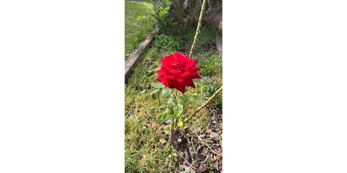 2-Fam-Wohnhaus, 220 qm WF, teilvermietet 8 zimmer