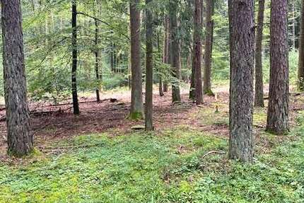 Grundstück in Kelheim Herrnsaal 47.000 € 5200 m² zimmer