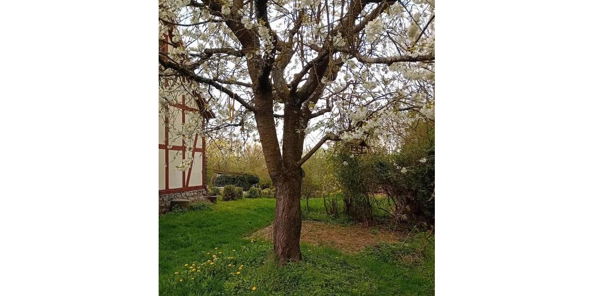 Einfamilienhaus Linden - 3 Zimmer, 70 m&sup2;, 800&euro; | Angebot:26250077