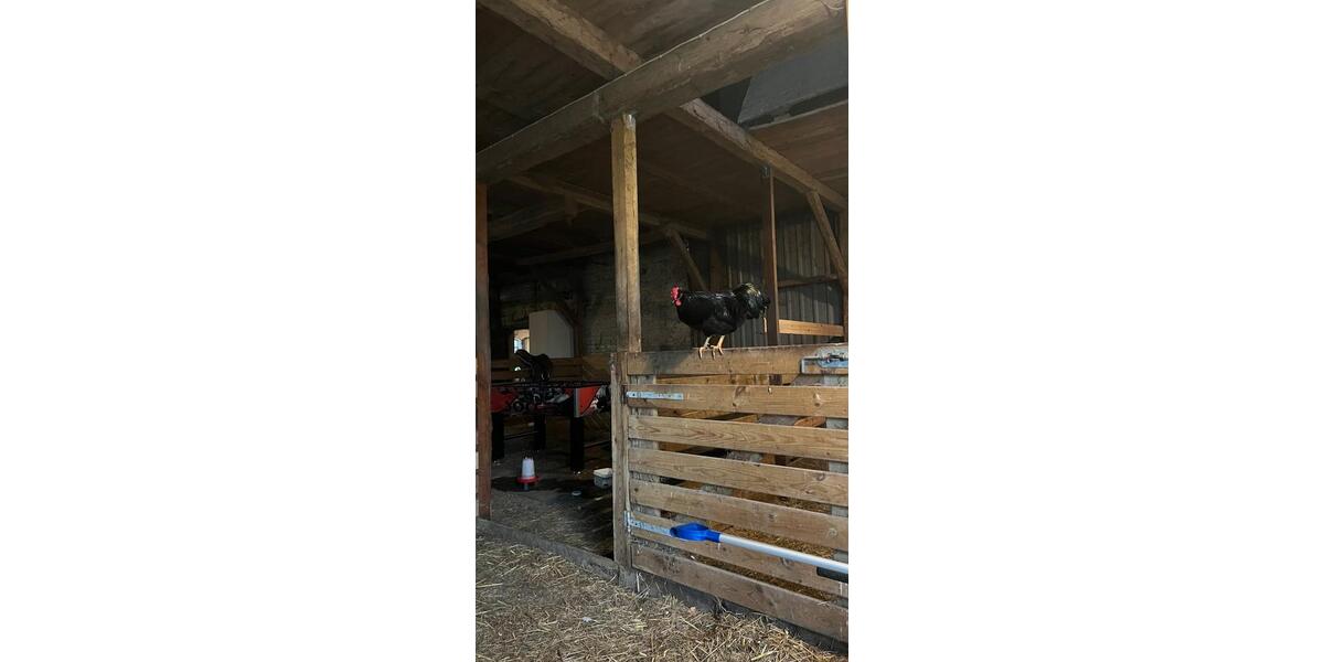 Bauernhaus, Landhaus Harrislee - 7 Zimmer, 235 m&sup2;, 208.000&euro; | Angebot:26690761