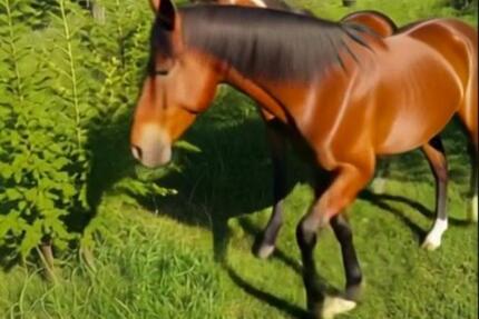 Haus zu verkaufen für Pferdefans und mehr ruhig und ideal perfekt 4 zimmer