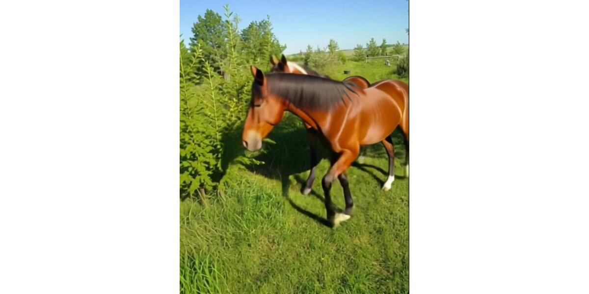 Haus zu verkaufen für Pferdefans und mehr ruhig und ideal perfekt 4 zimmer