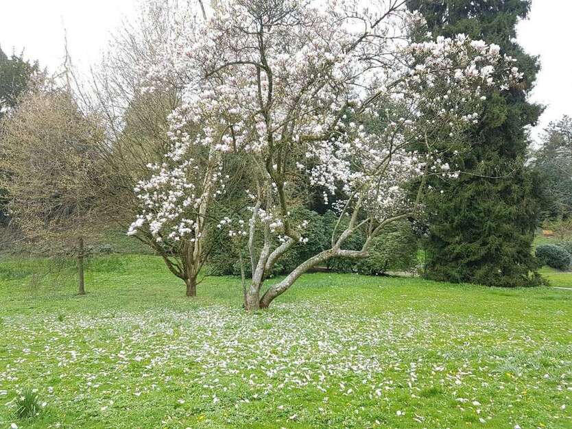 Wohnung zum Mieten in Baden-Baden 1.160 € 122 m²