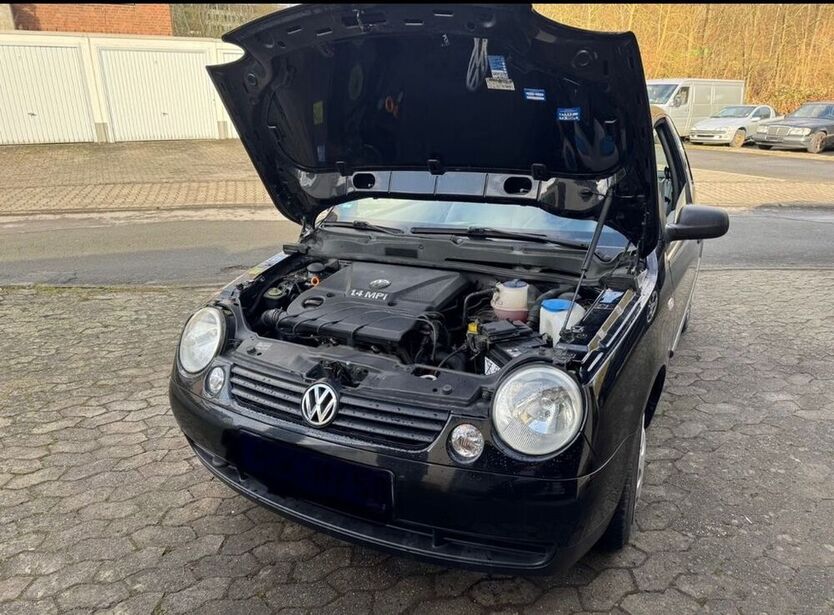 Lupo