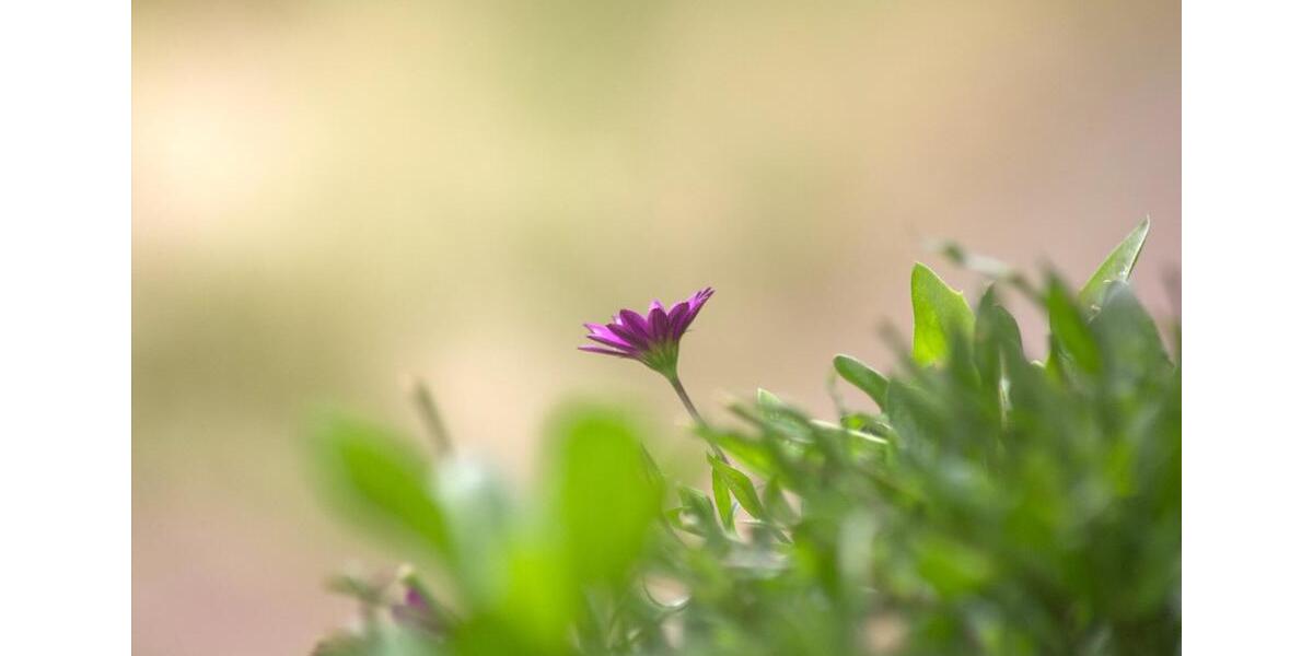 Hochparterre Löwenberger Land - 3 Zimmer, 68 m&sup2;, 68.000&euro; | Angebot:25843565