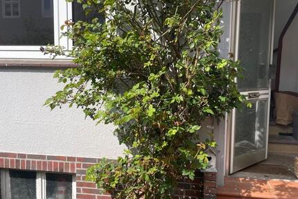 Möblierte 2 Zimmer Whg, 01.03. - 01.08.26 2 zimmer