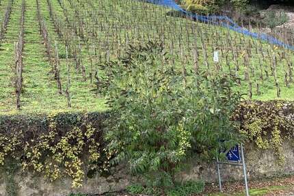 Grundstück Alf - 65.300&euro; | Angebot:25198910