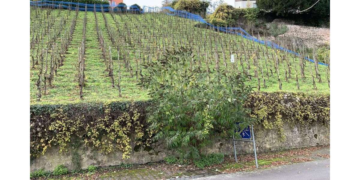 Grundstück Alf - 65.300&euro; | Angebot:25198910