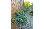 Mehrfamilienhaus, Wohnhaus Aschaffenburg Gailbach - 12 Zimmer, 250 m&sup2;, 695.000&euro; | Angebot:27083670