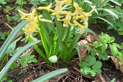 Grundstück Luckenwalde - 12.500&euro; | Angebot:25285367