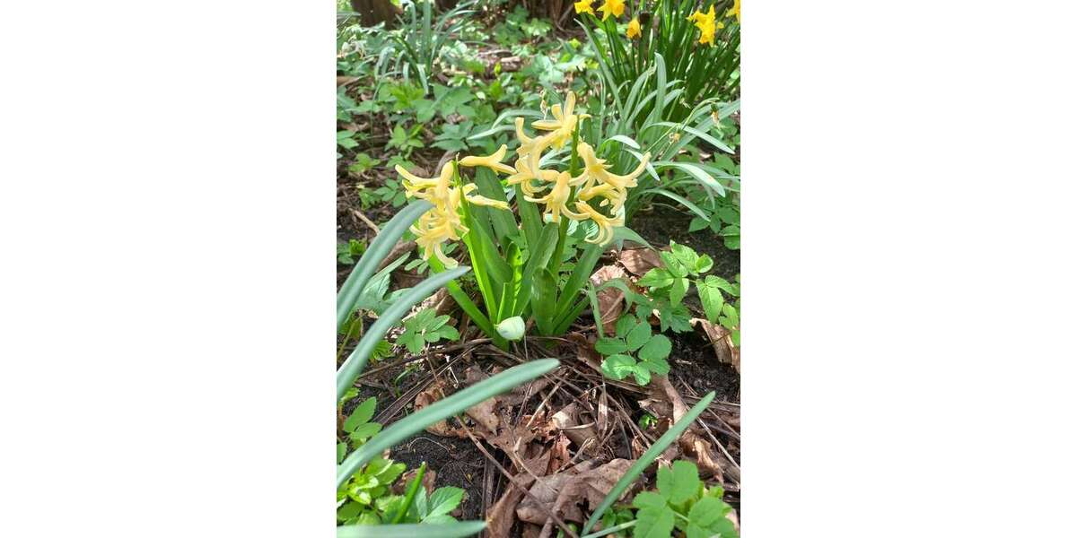 Grundstück Luckenwalde - 12.500&euro; | Angebot:25285367