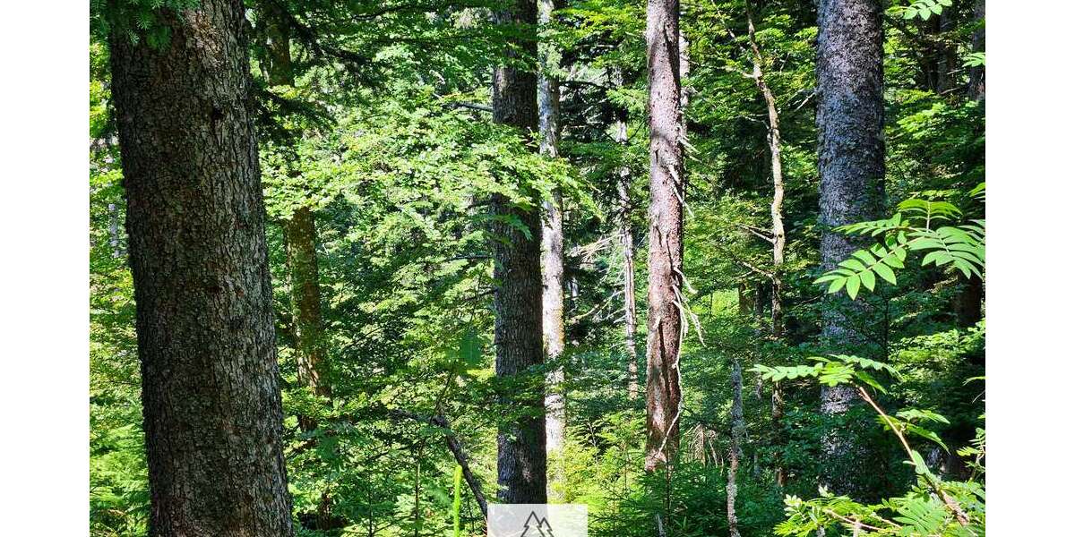 Grundstück in Höchenschwand 59.900 € 25058 m² zimmer