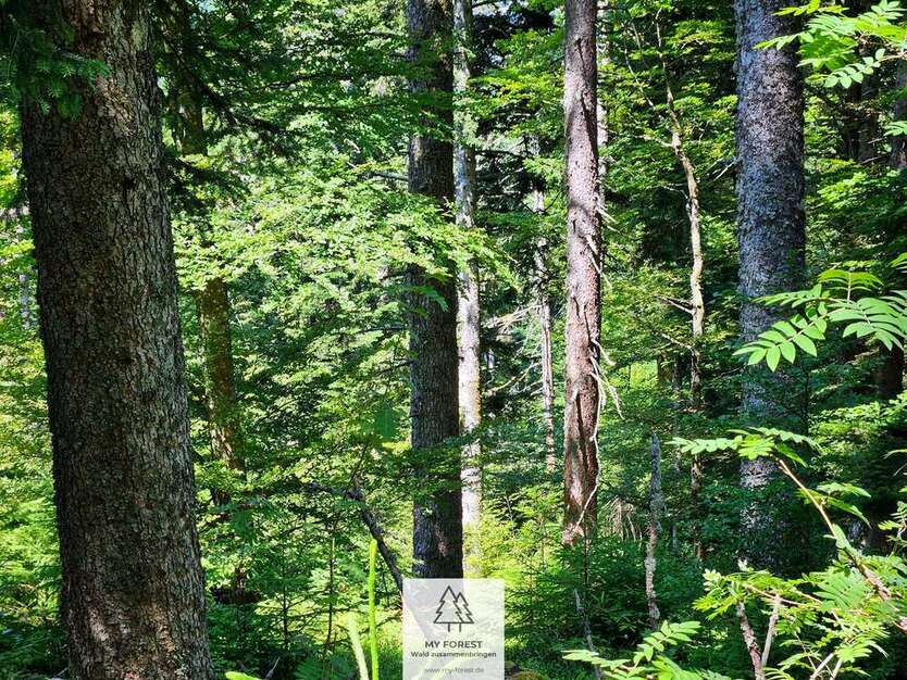 Grundstück in Höchenschwand 59.900 € 25058 m² zimmer