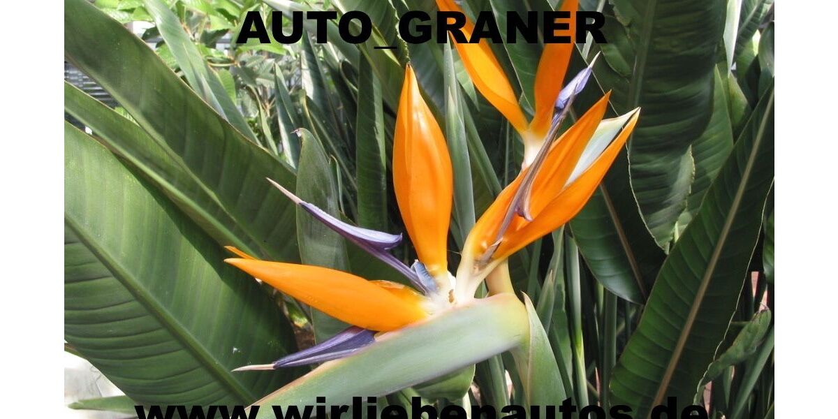 Seat Leon 135.000 km 11.380 € Neu-Ulm 89231