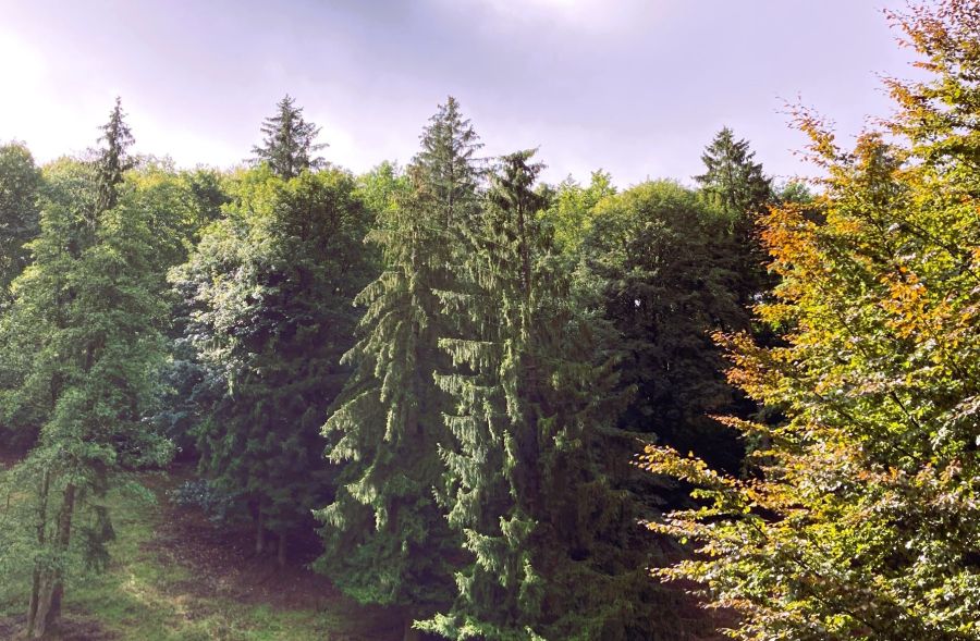 Provisionsfrei* Kleines Hotel im Thüringer Wald sucht neuen Eigentümer - Gewerbeobjekt Suhl Schmiedefeld am Rennsteig | Angebot:25642404