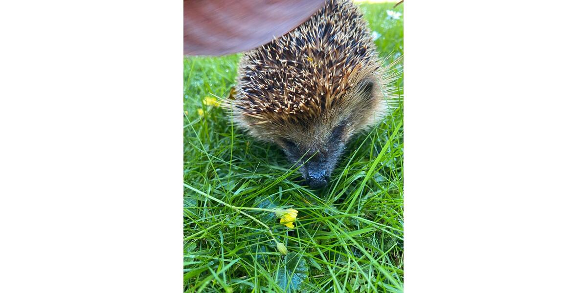 Einfamilienhaus Hildesheim Oststadt/Stadtfeld - 10 Zimmer, 130 m&sup2;, 495.000&euro; | Angebot:25614337